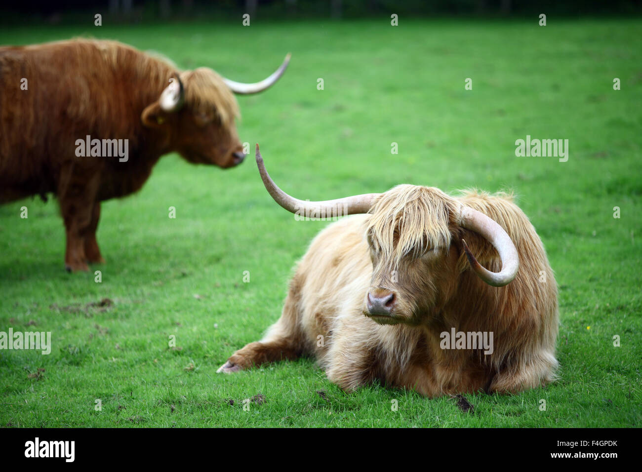 Farbbild des einige Highland Kühe auf der grünen Wiese. Stockfoto