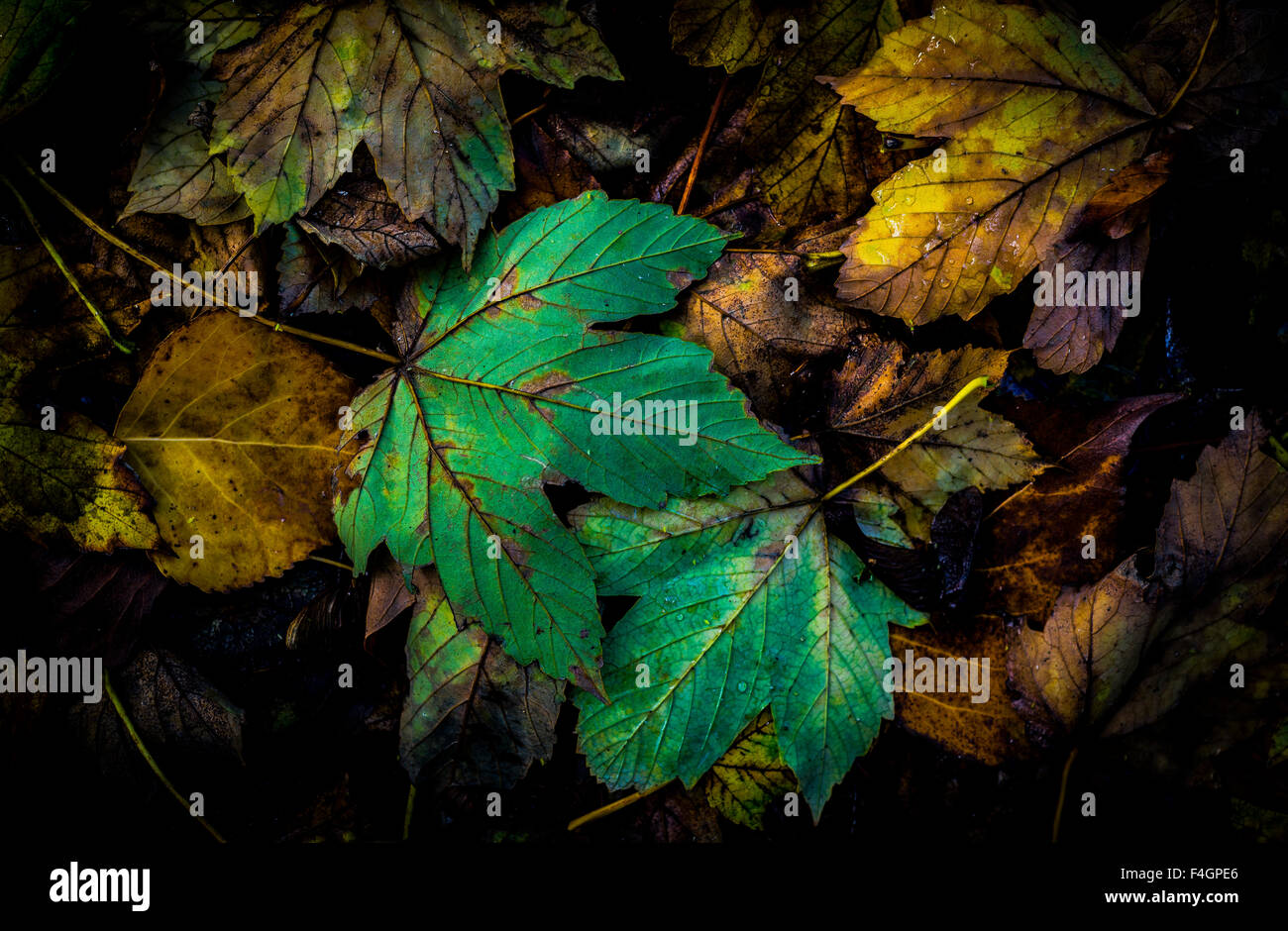 Blätter, die Seen-Region, chile Stockfoto
