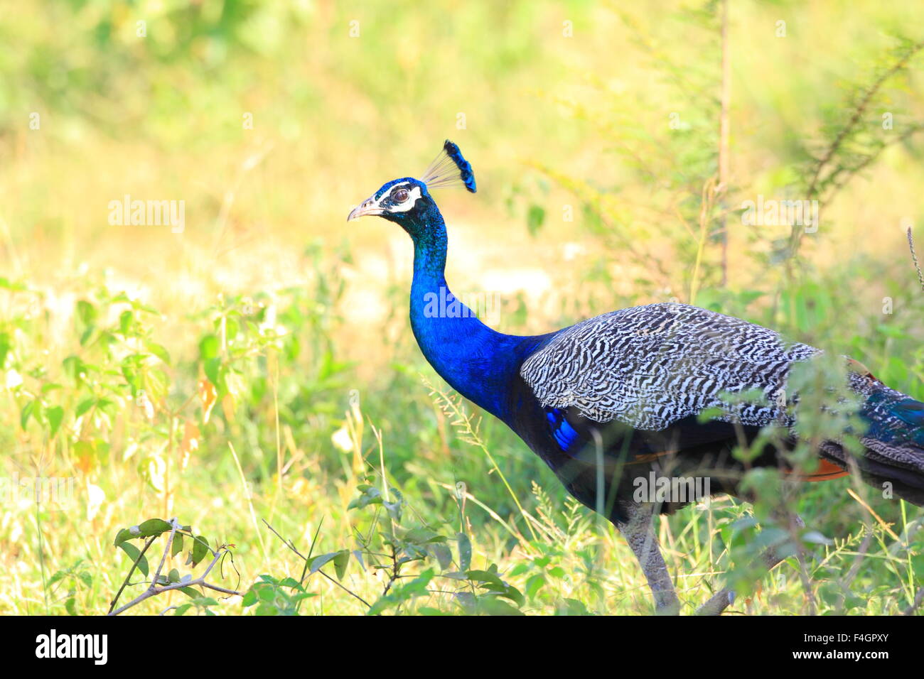 Indischen Pfauen (Pavo Cristatus) männlichen in Sri Lanka Stockfoto