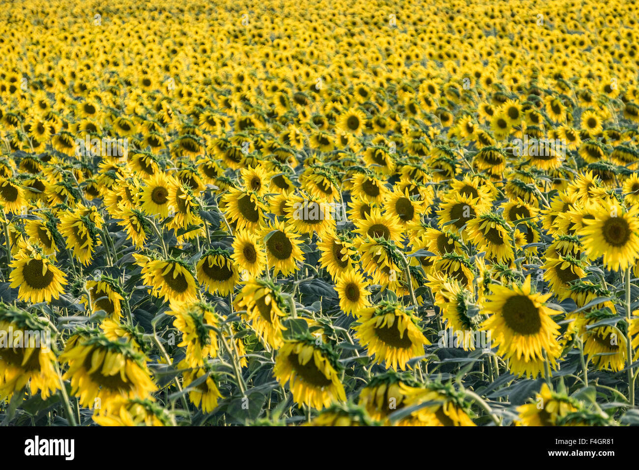 Sonnenblumen blühen auf dem Land - geringe Schärfentiefe Stockfoto