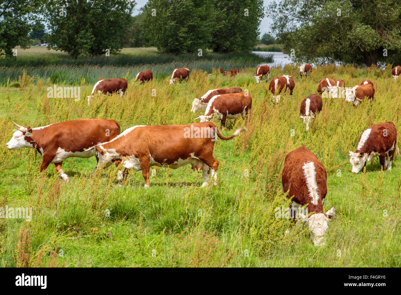 Kühe in einem Feld durch den Fluss Great Ouse Cambridgeshire England Großbritannien Stockfoto
