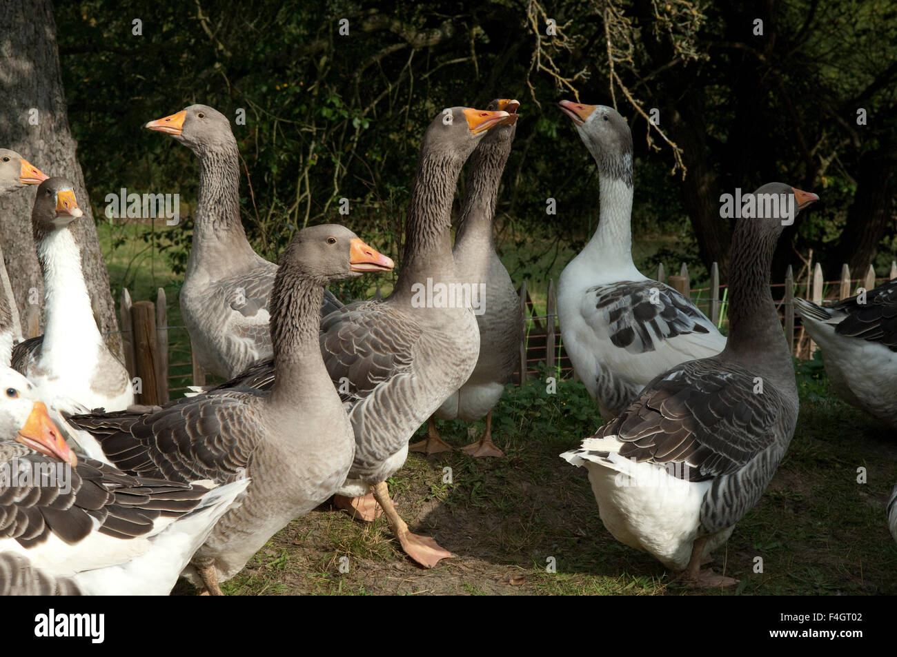 Pommerngaense Stockfoto