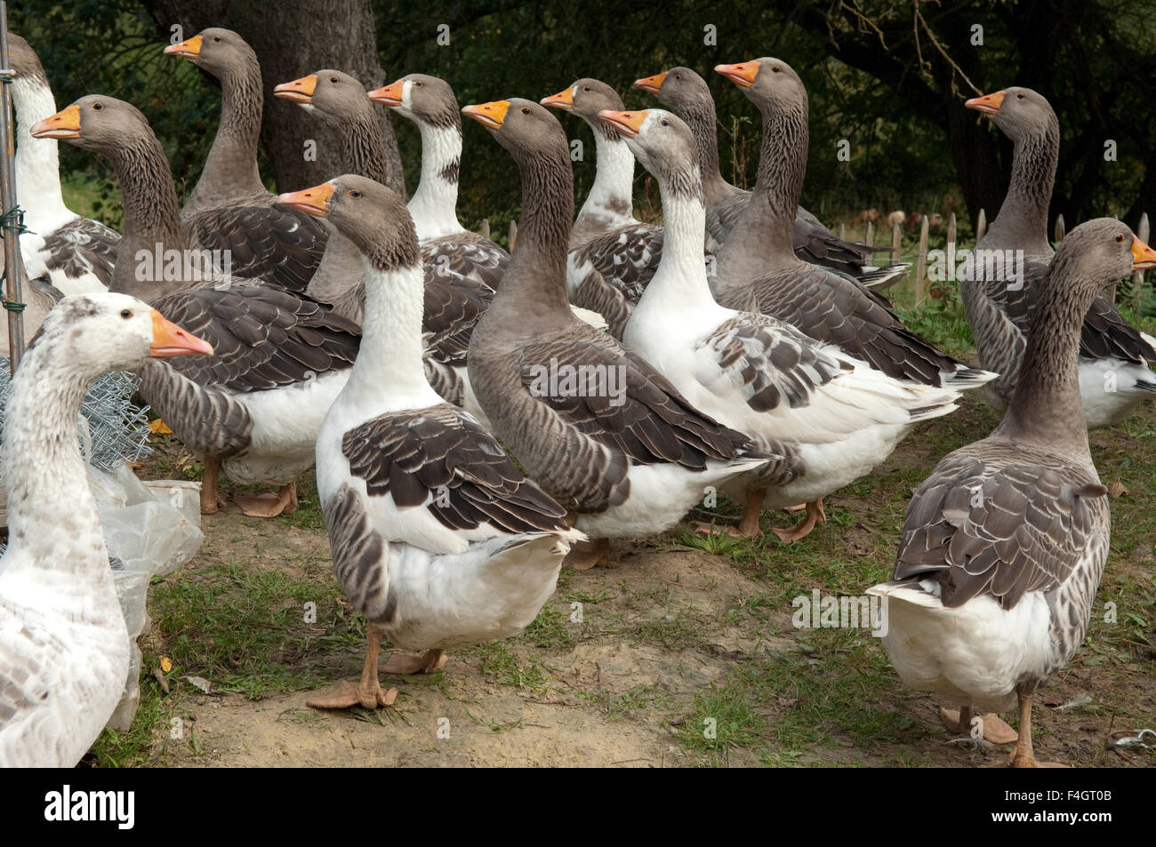 Pommerngaense Stockfoto