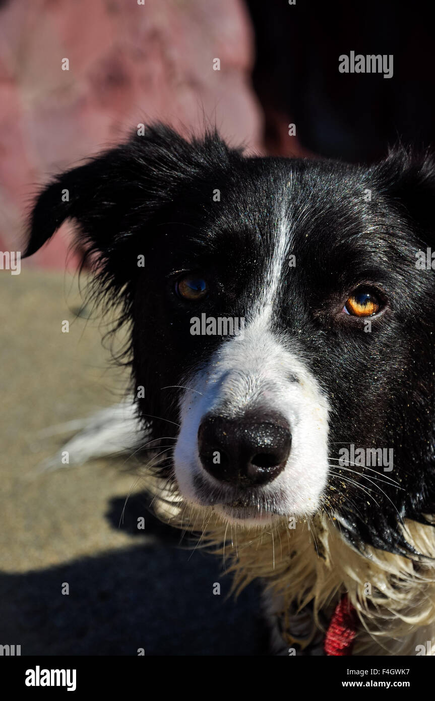 Border-Collie hautnah an einem Strand in Wales. Hintergrund der Felsen und Sand. Stockfoto