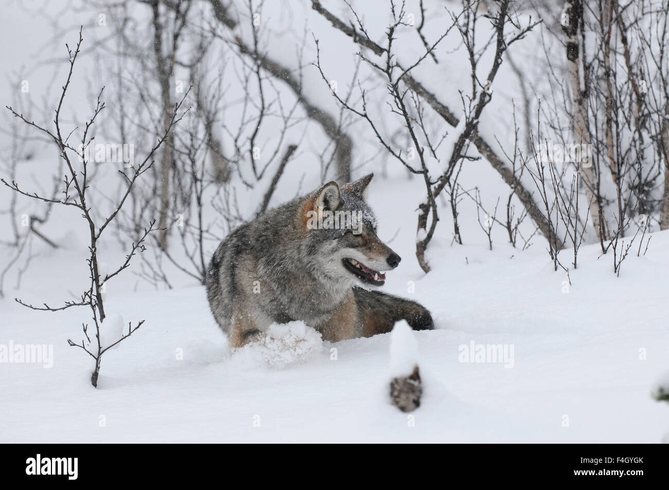 Wolf mit Birken in einem Schneesturm, Norwegen Stockfoto