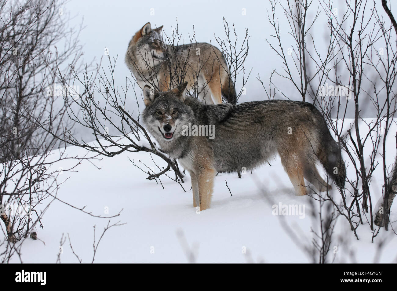 Zwei Wölfe auf einem Hügel im Schnee, Norwegen Stockfoto