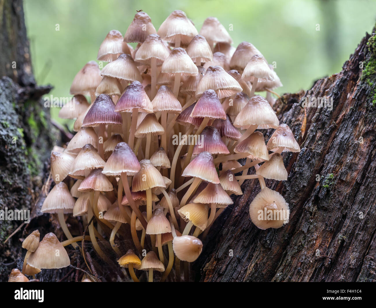 Gruppe der Pilz Pilze wachsen im Wald Stockfoto
