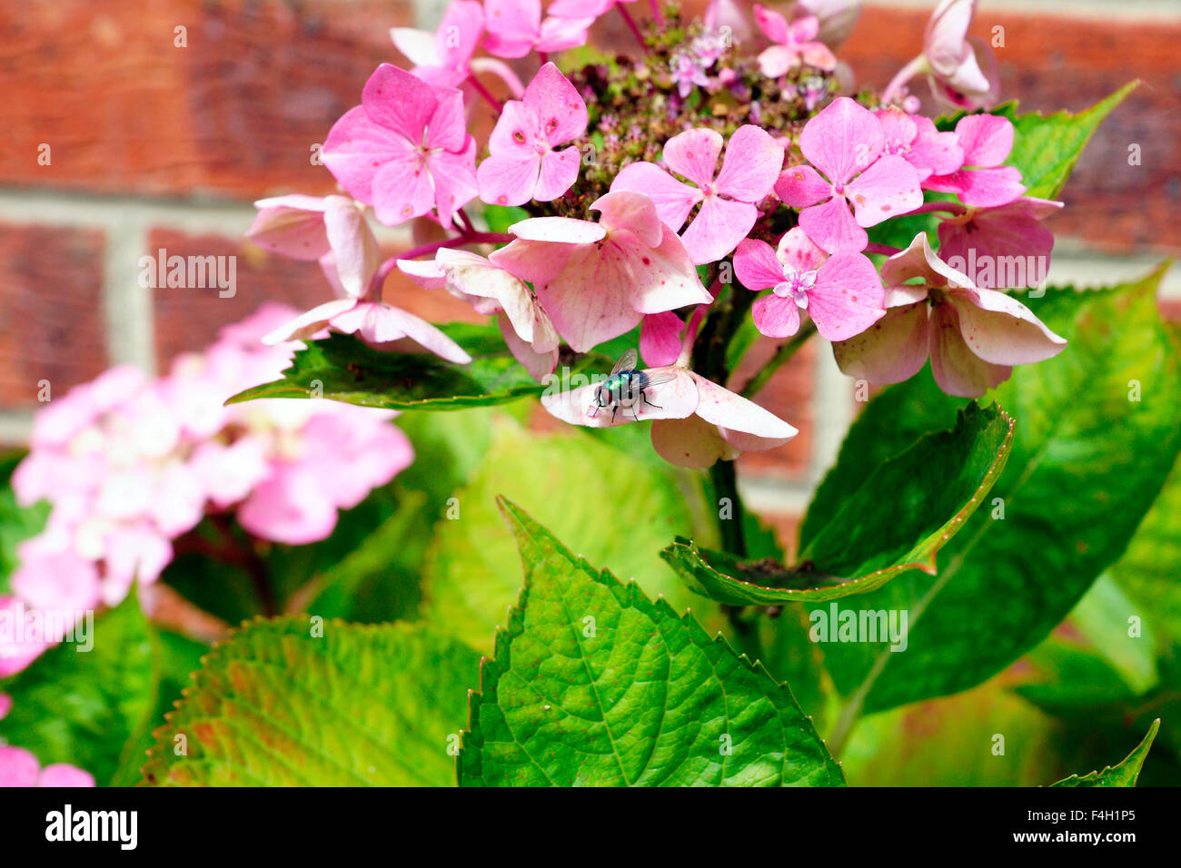 SCHLAG-FLY Stockfoto