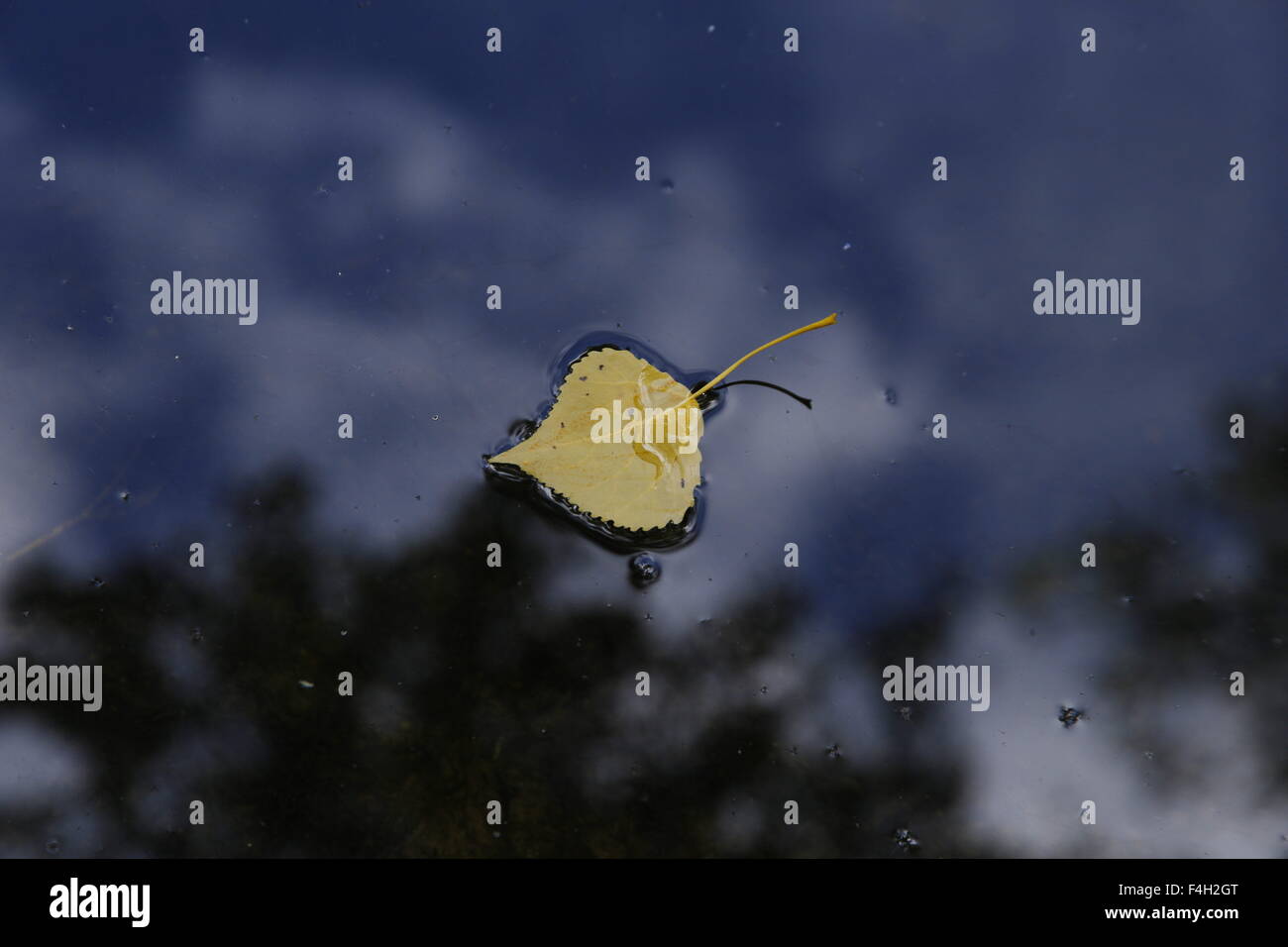 Blatt, schwimmt auf Wasser, die die Wirkung der Oberflächenspannung Stockfoto