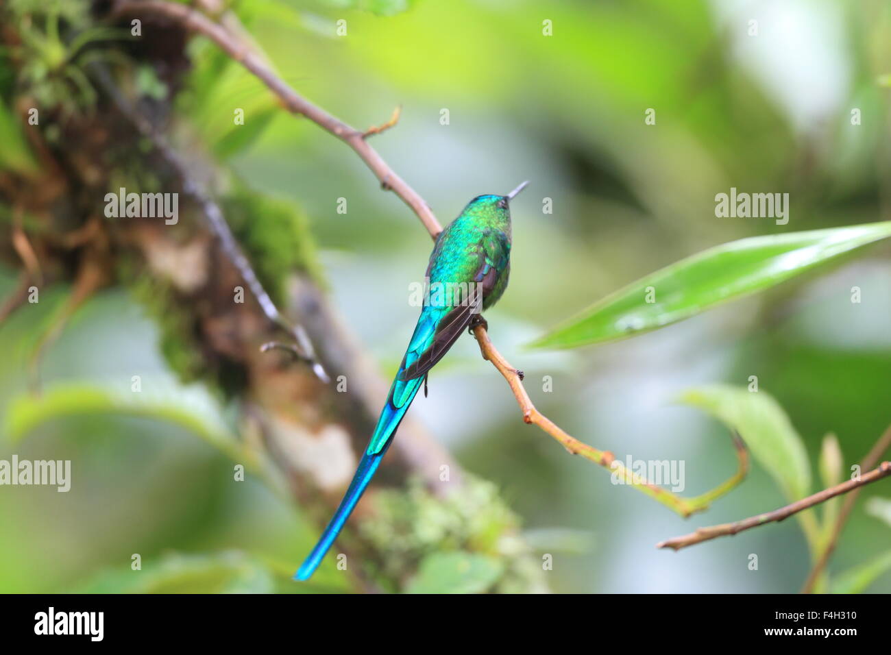 Long-tailed Sylph (Aglaiocercus Kingi) in Ecuador Stockfoto