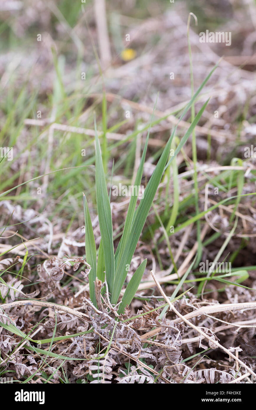 Gladiolus Illyricus Wilde Gladiolen Pflanzen Stockfoto Bild