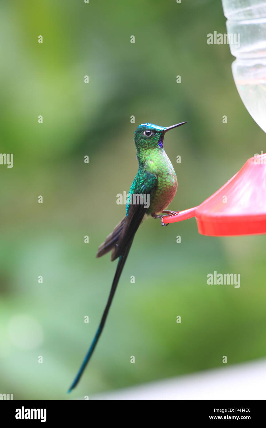 Long-tailed Sylph (Aglaiocercus Kingi) in Ecuador Stockfoto