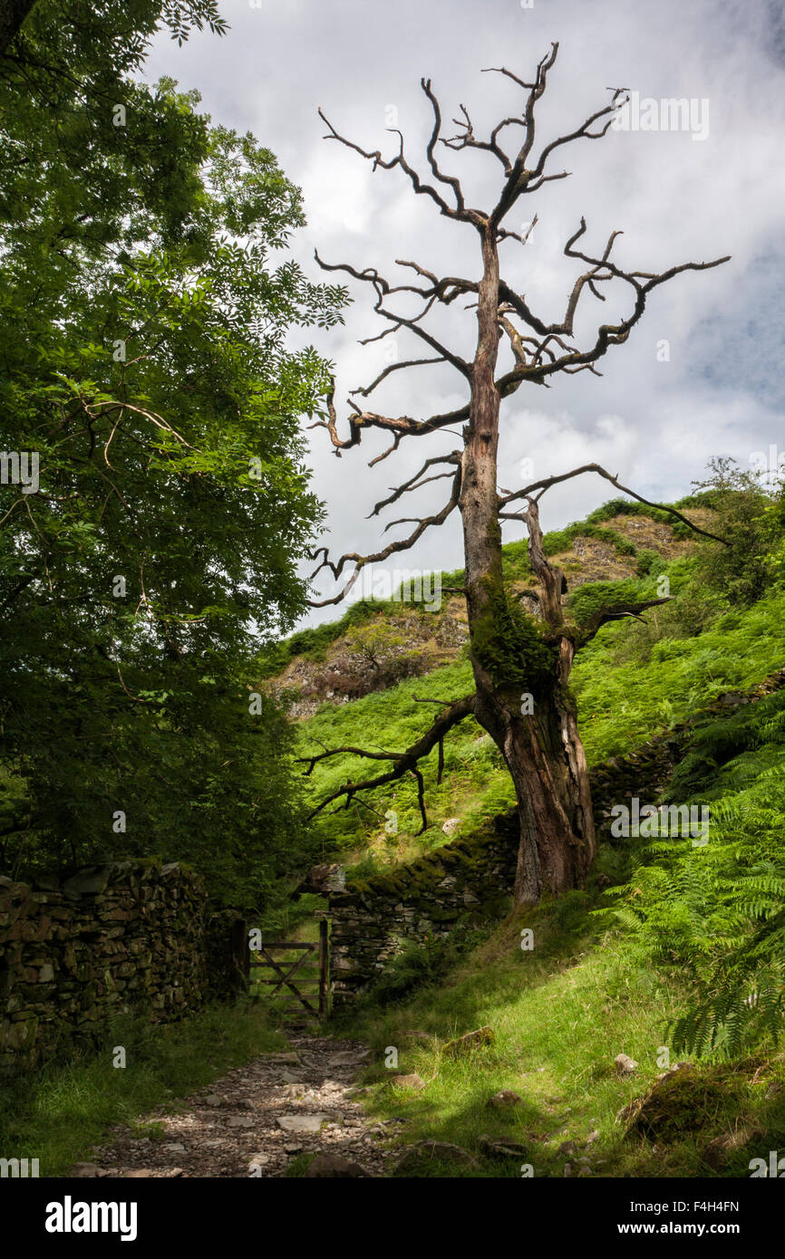 Toter Baum und Tor auf dem Sarg Straße von Grasmere in Richtung Rydal Mount oben Rydal Wasser in der Nähe von Ambleside, Lake District, Cumbria, Großbritannien Stockfoto