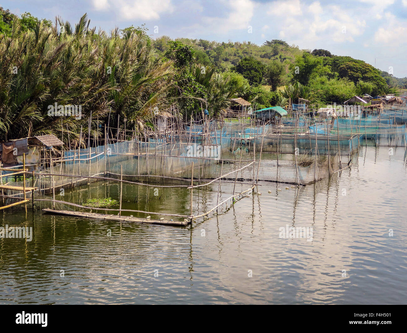 Riesigen Fluss Garnelen, Macrobrachium Rosenbergii, werden in net Stifte auf einem Süßwasser Fluss in Insel Luzon, Philippinen aufgezogen. Stockfoto