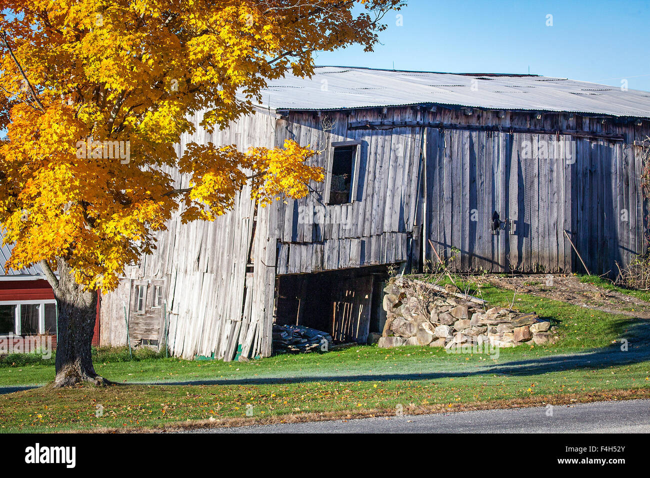 Herbst landschaftlich von einer alten, verwitterten grauen Scheune und ein Ahornbaum mit gelben Blättern. Stockfoto