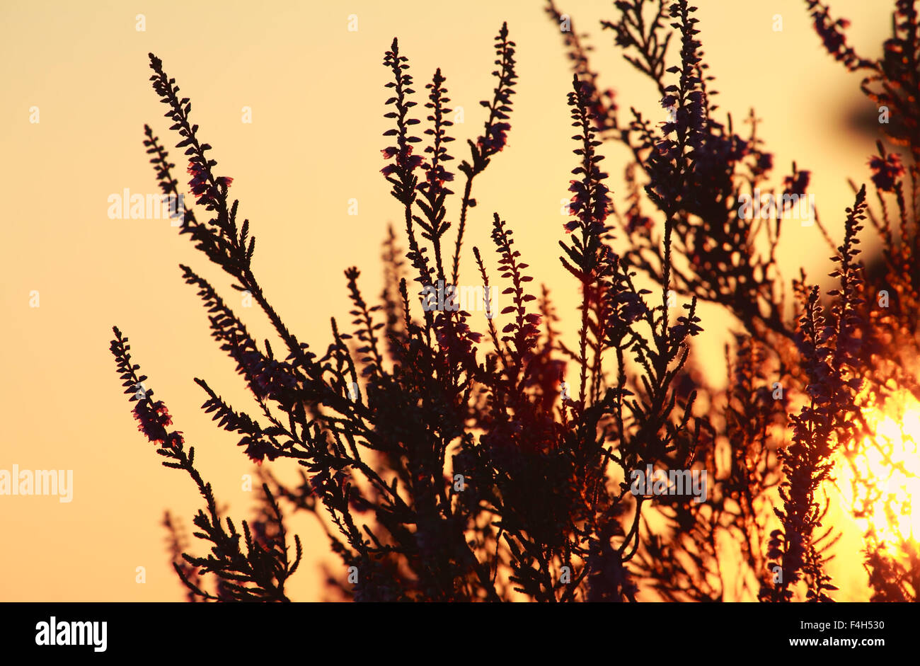 Heidekraut Blüte Silhouette und Sonnenuntergang Sonne Stockfoto