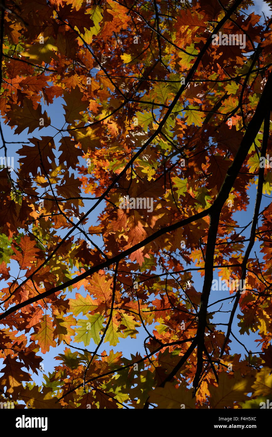 Sonnenlicht durch Herbst fallen Blätter, Herbst, Blätter, blauer Himmel, blau, Kupfer, braun, Blätter, Eiche, grün, Venen, Schatten, Licht, Sonne, Stockfoto