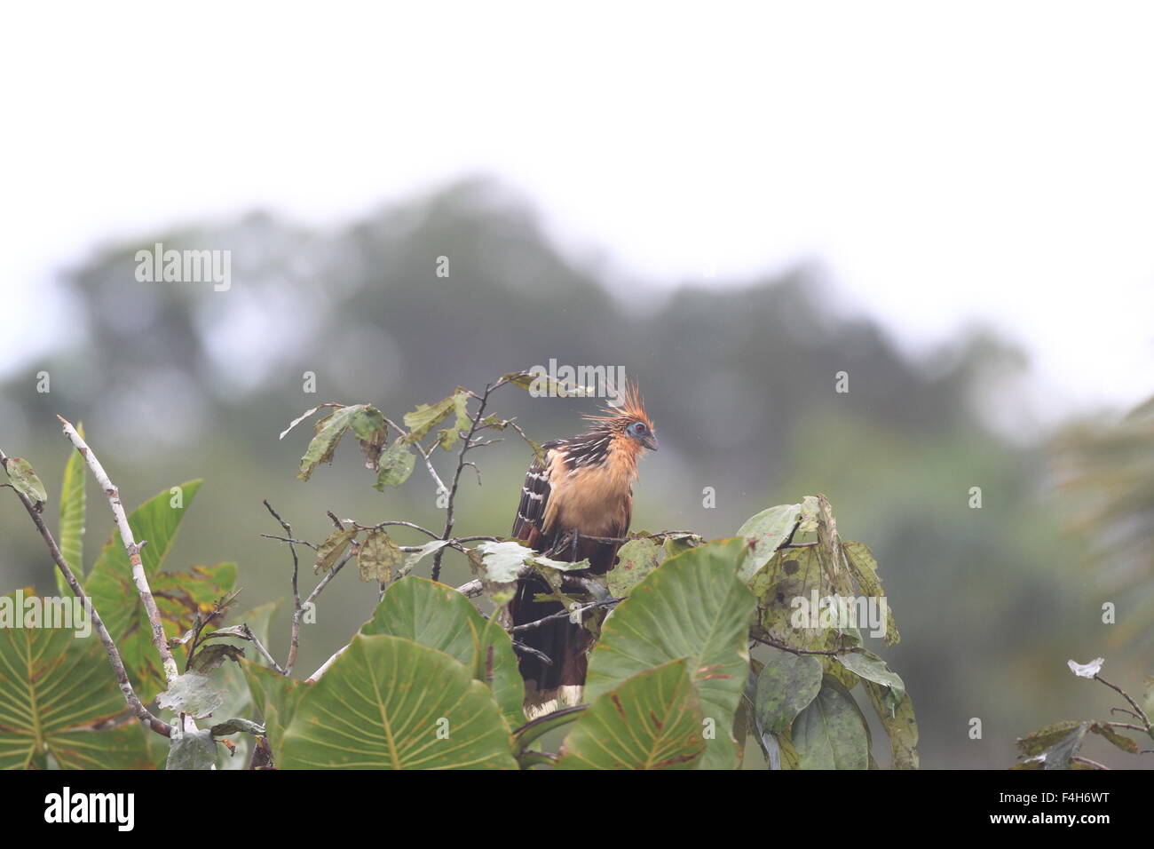 Hoatzin (Opisthocomus Hoazin) in Ecuador Stockfoto