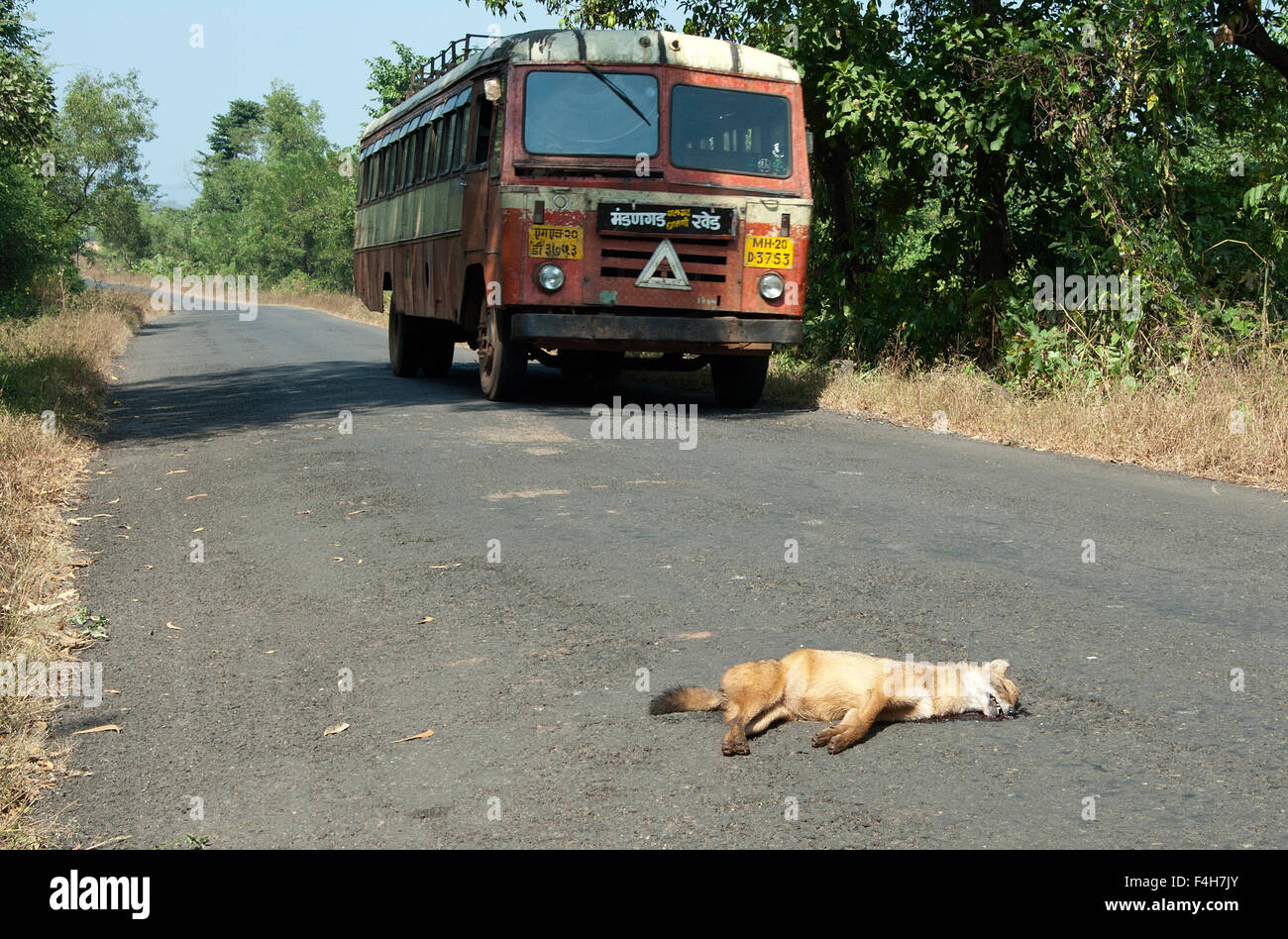 Das Bild der indischen Jackal (Canis Aureus Indicus) aufgenommen in Dapoli, Maharashtra, Indien Stockfoto