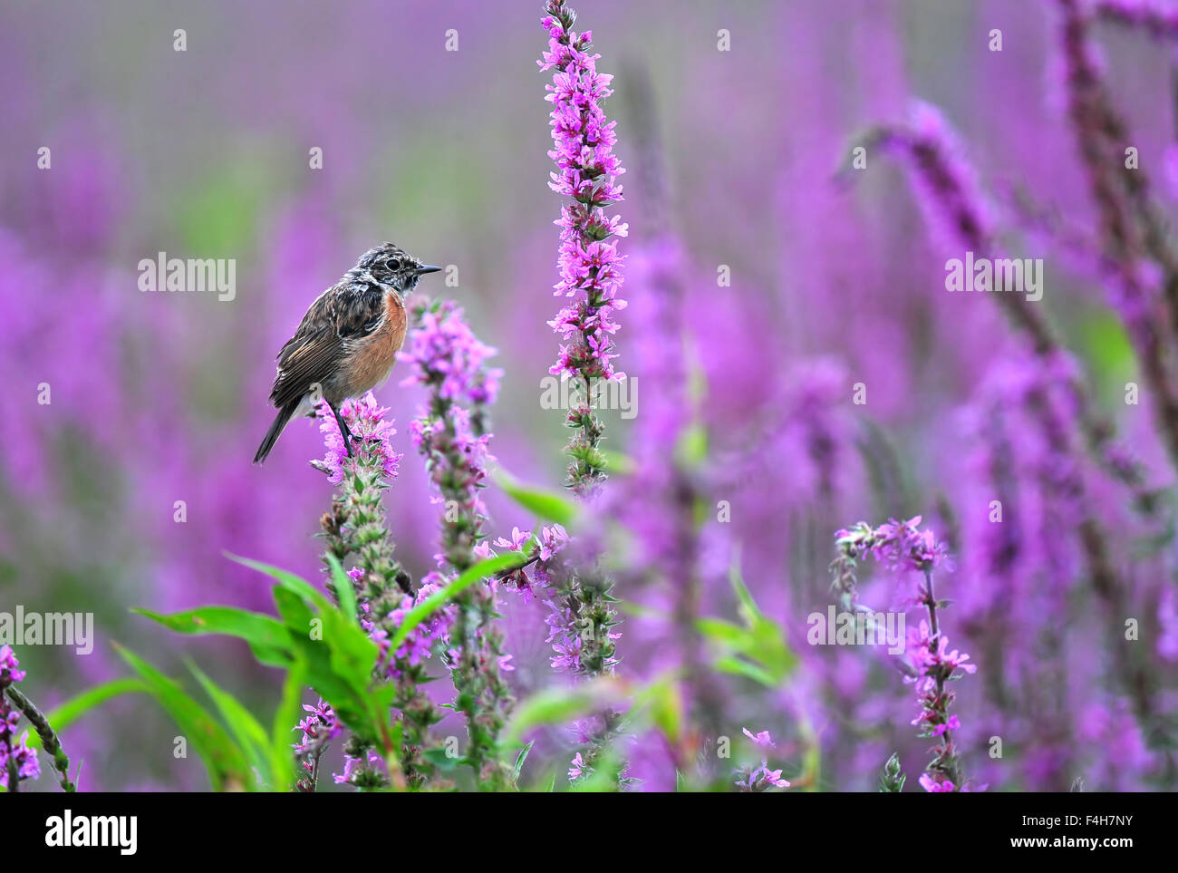 Gemeinsamen Schwarzkehlchen stehend auf eine lila Blume Stockfoto