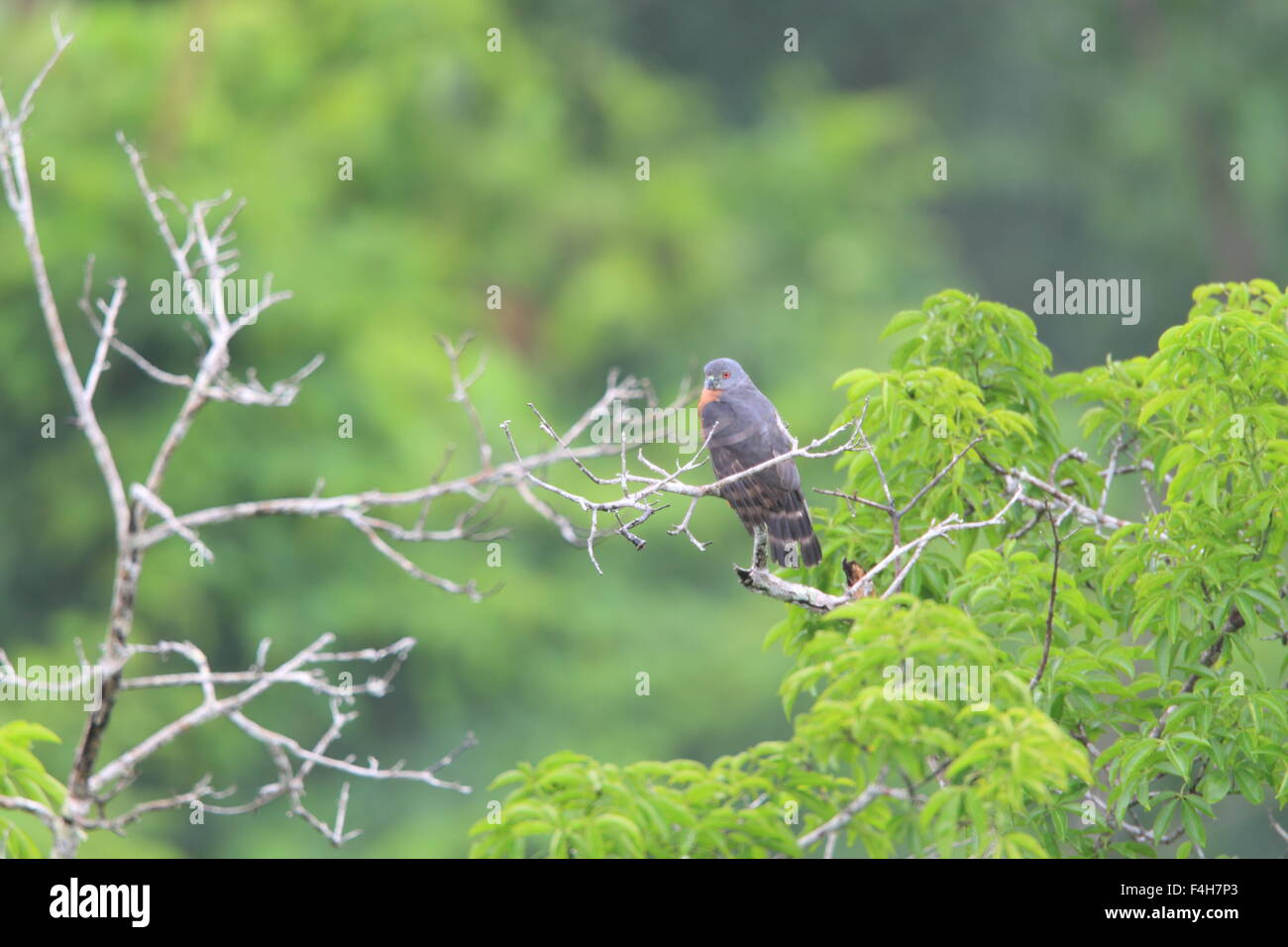 Doppel-Zahnriemen Kite (Harpagus Bidentatus) in Ecuador Stockfoto