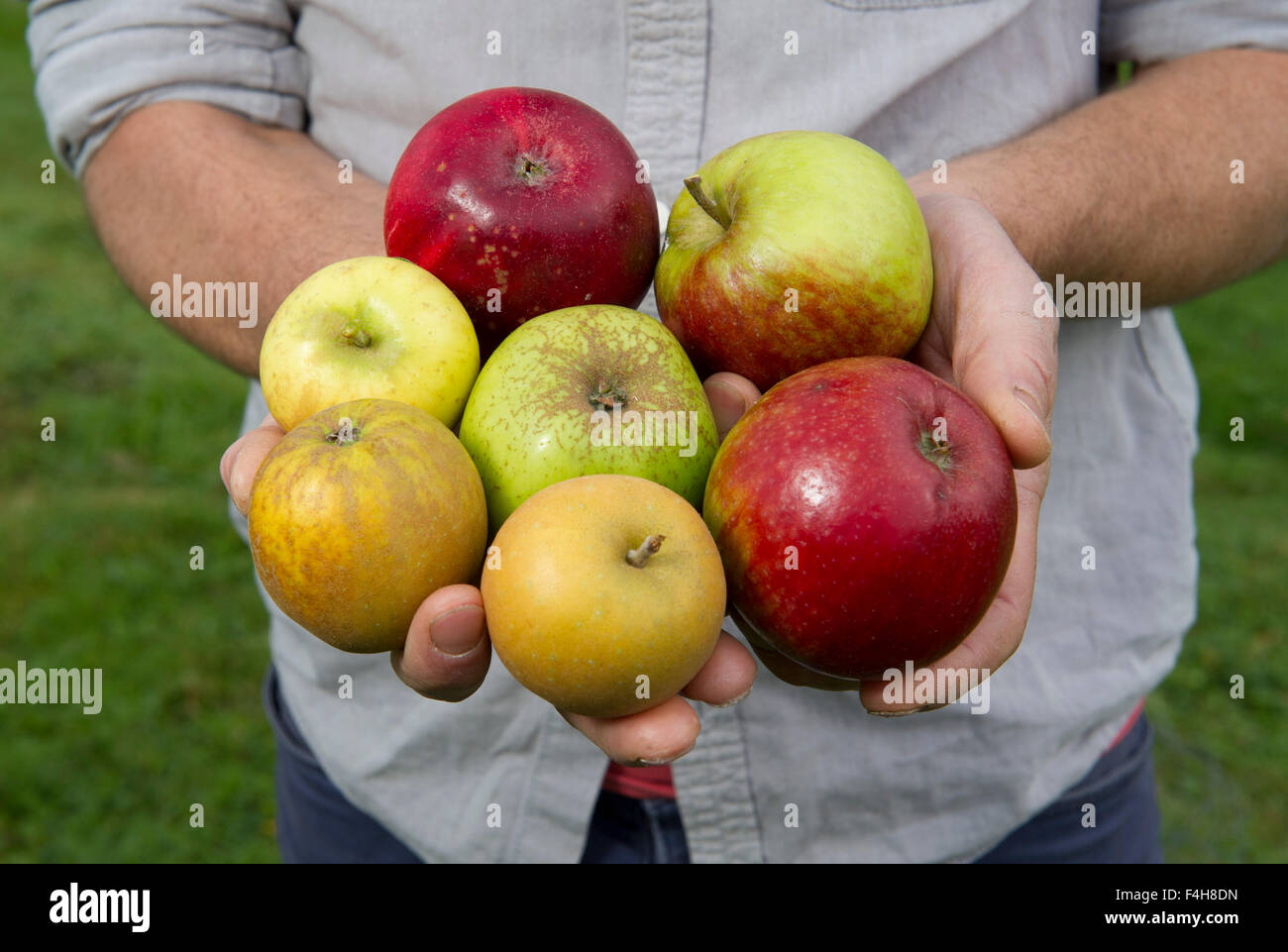 Eine Vielzahl von englischen Äpfel. Stockfoto