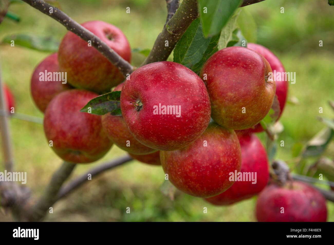 "Leckeres Red" Sorte Äpfel auf ein Baum wächst in einem Obstgarten in Shropshire. eine UK-Apfelbäume Obstgärten Stockfoto