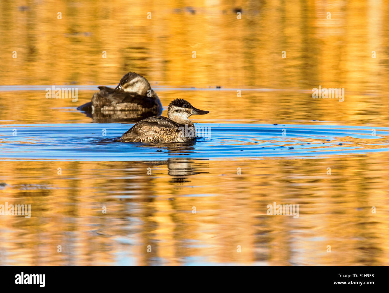 Nördlichen Löffelente Ente Schwimmen bei Sonnenaufgang, Monte Vista National Wildlife Refuge, Colorado, USA Stockfoto