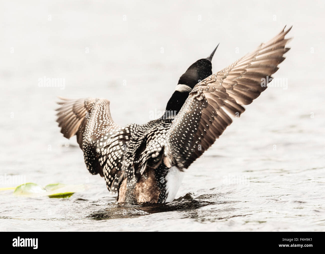 Eine gemeinsame Loon, die Flucht aus einem kleinen See im Okanagan, Britisch-Kolumbien. Stockfoto