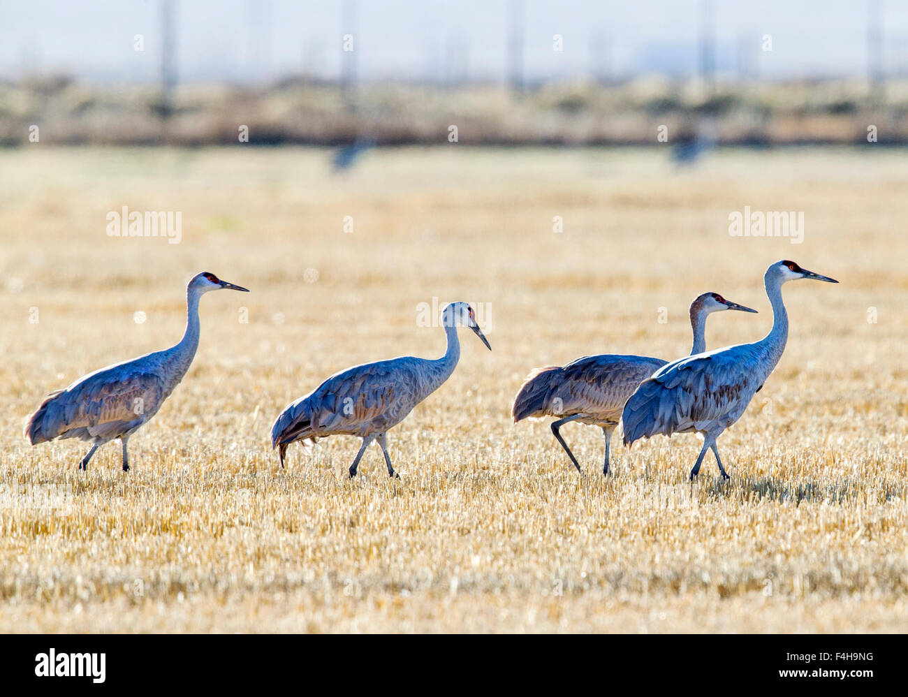 Kraniche in Bauernhof-Feldern in der Nähe von Monte Vista National Wildlife Refuge, Colorado, USA Stockfoto