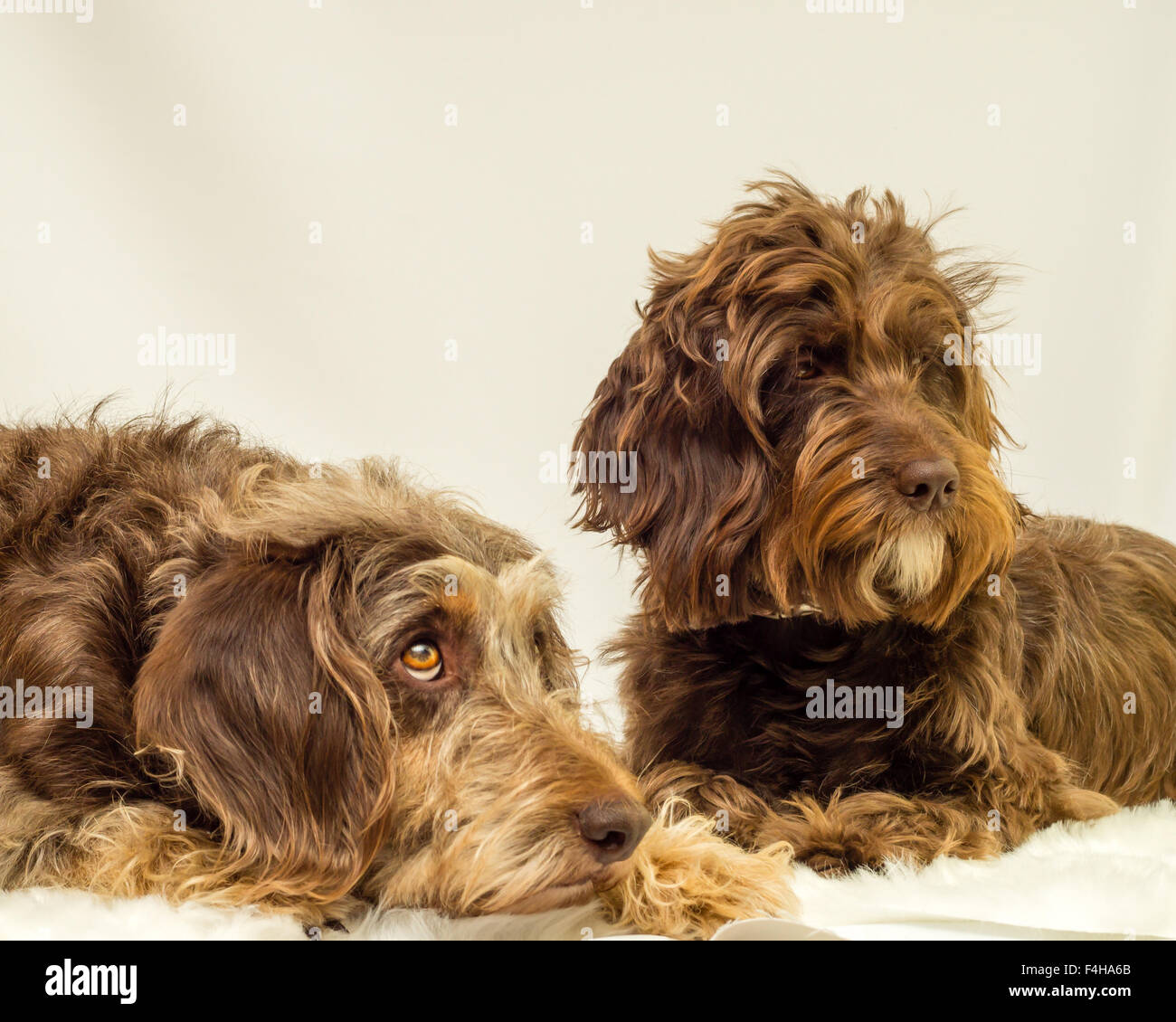 Mischlingshunde vor einem weißen Hintergrund Stockfoto