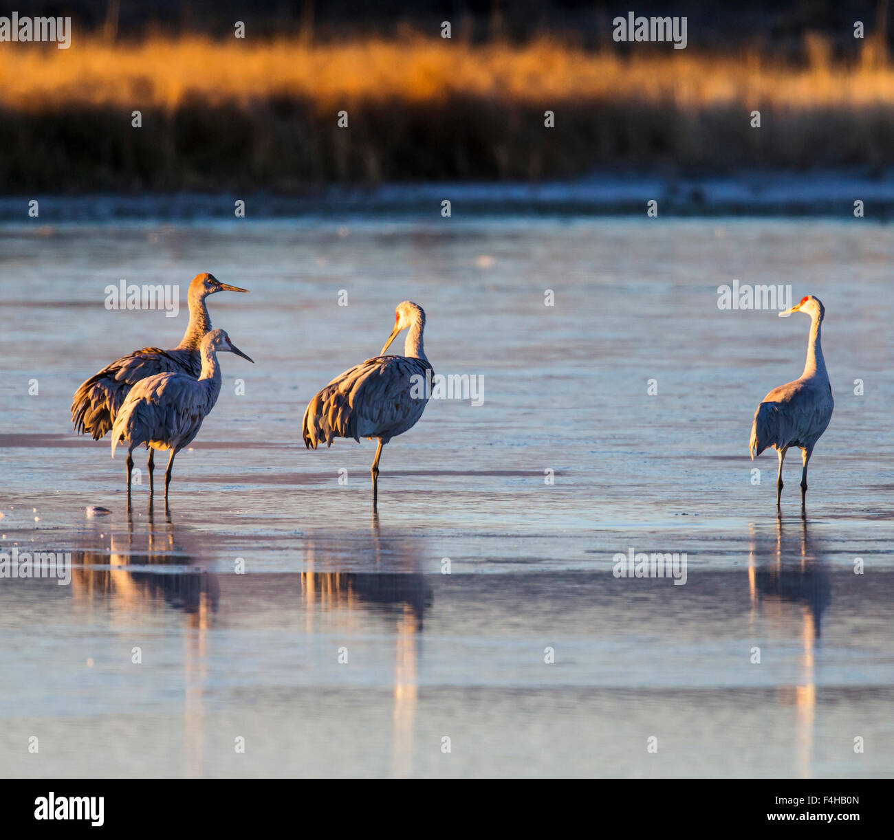 Kraniche im Teich bei Sonnenaufgang, Monte Vista National Wildlife Refuge, Colorado, USA Stockfoto