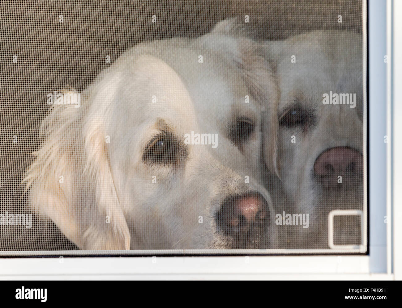 Zwei Platinum farbige Golden Retriever Hunde aus einem Fenster zu schauen. Stockfoto