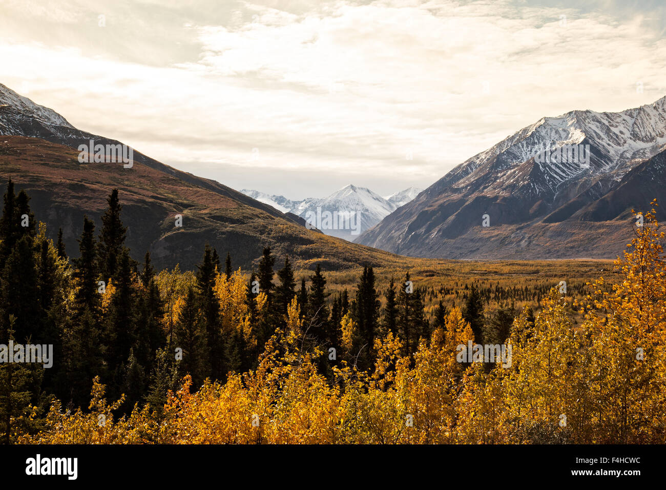 Blick auf die Berge und Evergreens mit einigen Herbstfarben in Alaska. Stockfoto