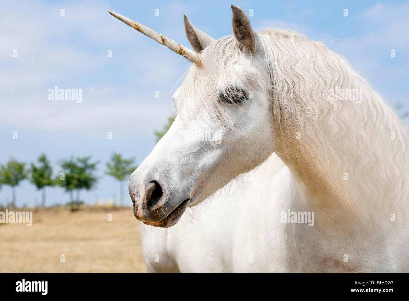 Realistische Einhorn Digitalfoto Illustration Stockfotografie Alamy