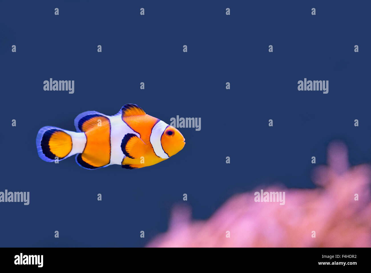 Clown Fische schwimmen im blauen Wasser mit rosa anemone Stockfoto