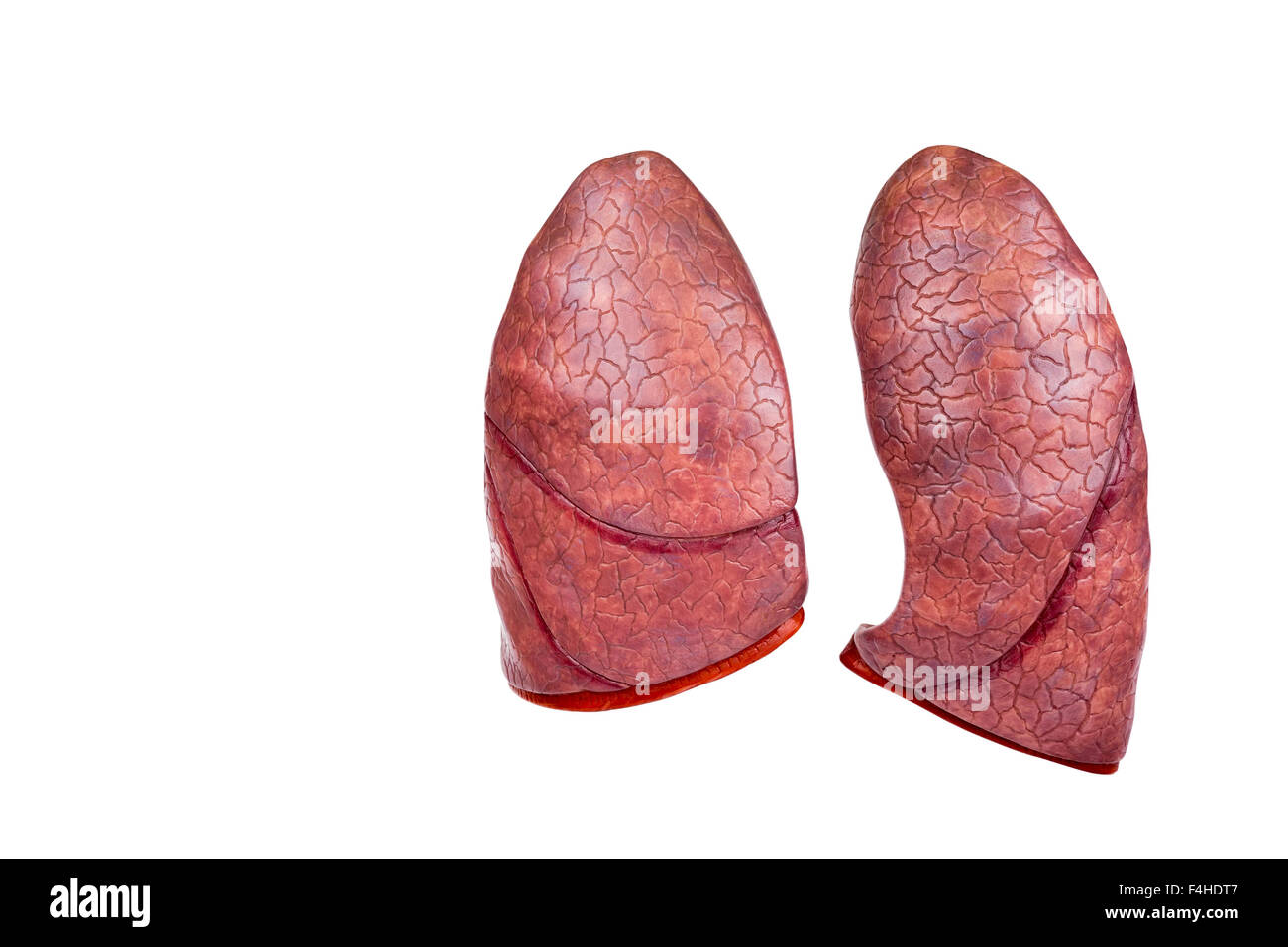 Zwei Menschmodell Lungen isoliert auf weißem Hintergrund Stockfoto