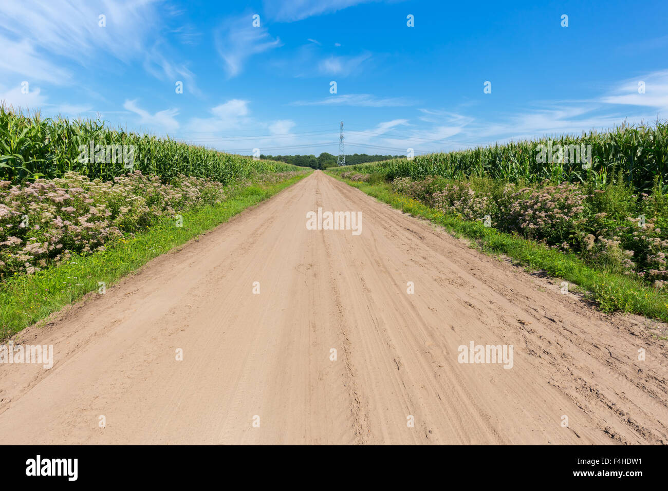 Ländliche Landwirtschaftsfläche mit Sand Straßen- und Mais Felder auf beiden Seiten Stockfoto