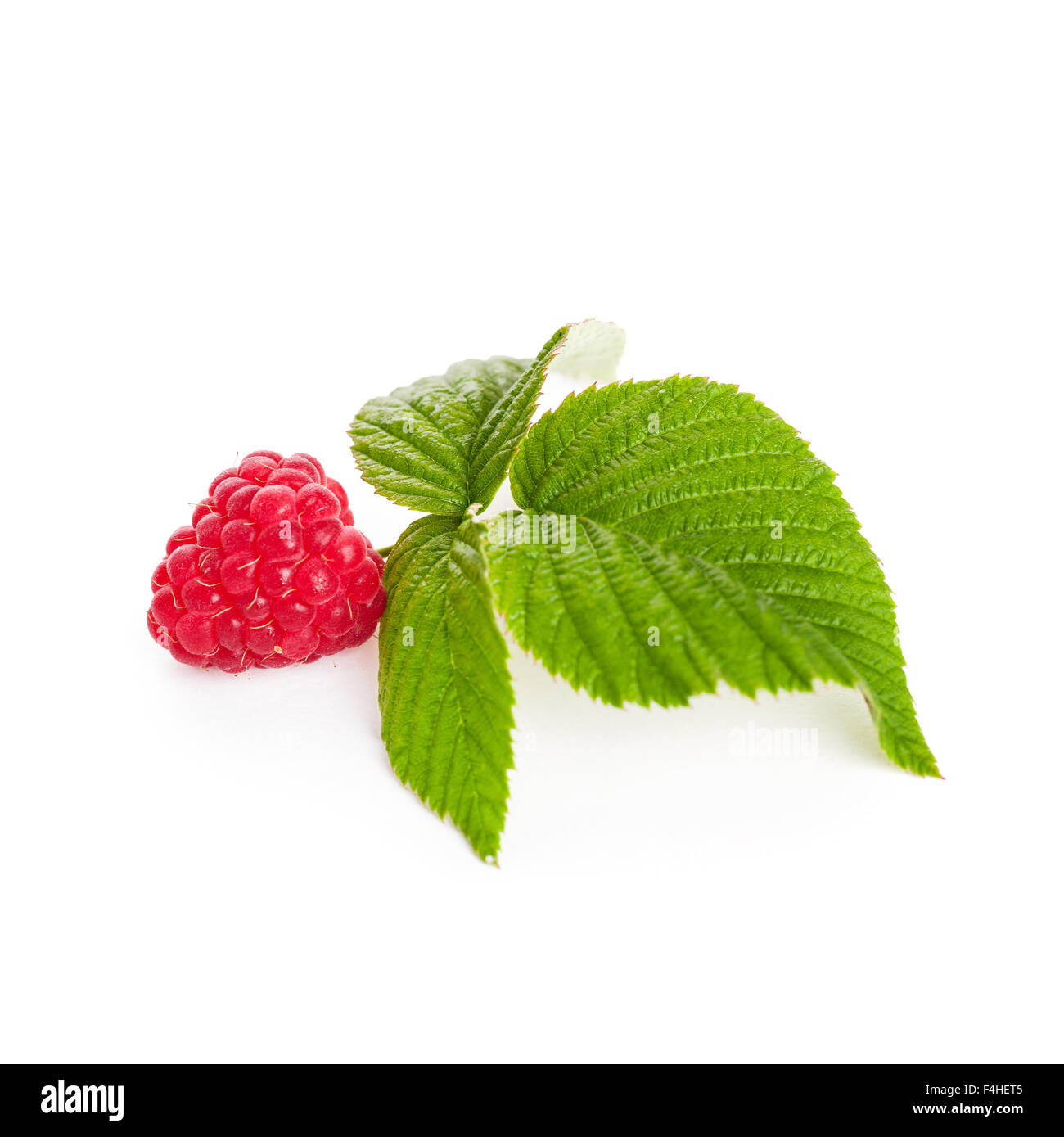 Frische Himbeeren mit Blatt Closeup auf weißem Hintergrund Stockfoto