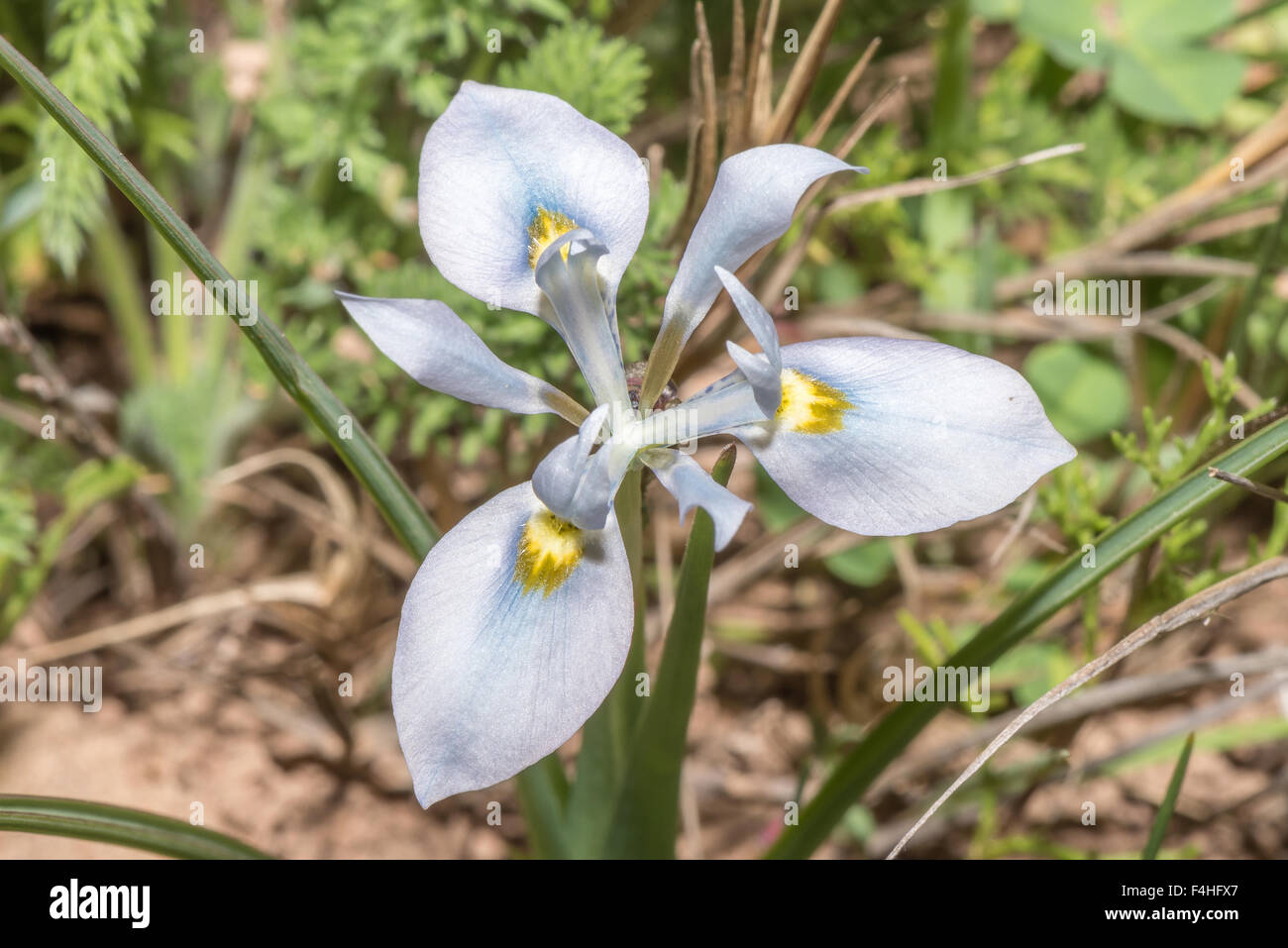 Eine leichte blaue Variation der Cape blaue Tulpe, Moraea Polystachya an Hantam National Botanical Gardens in Nieuwoudtville Stockfoto