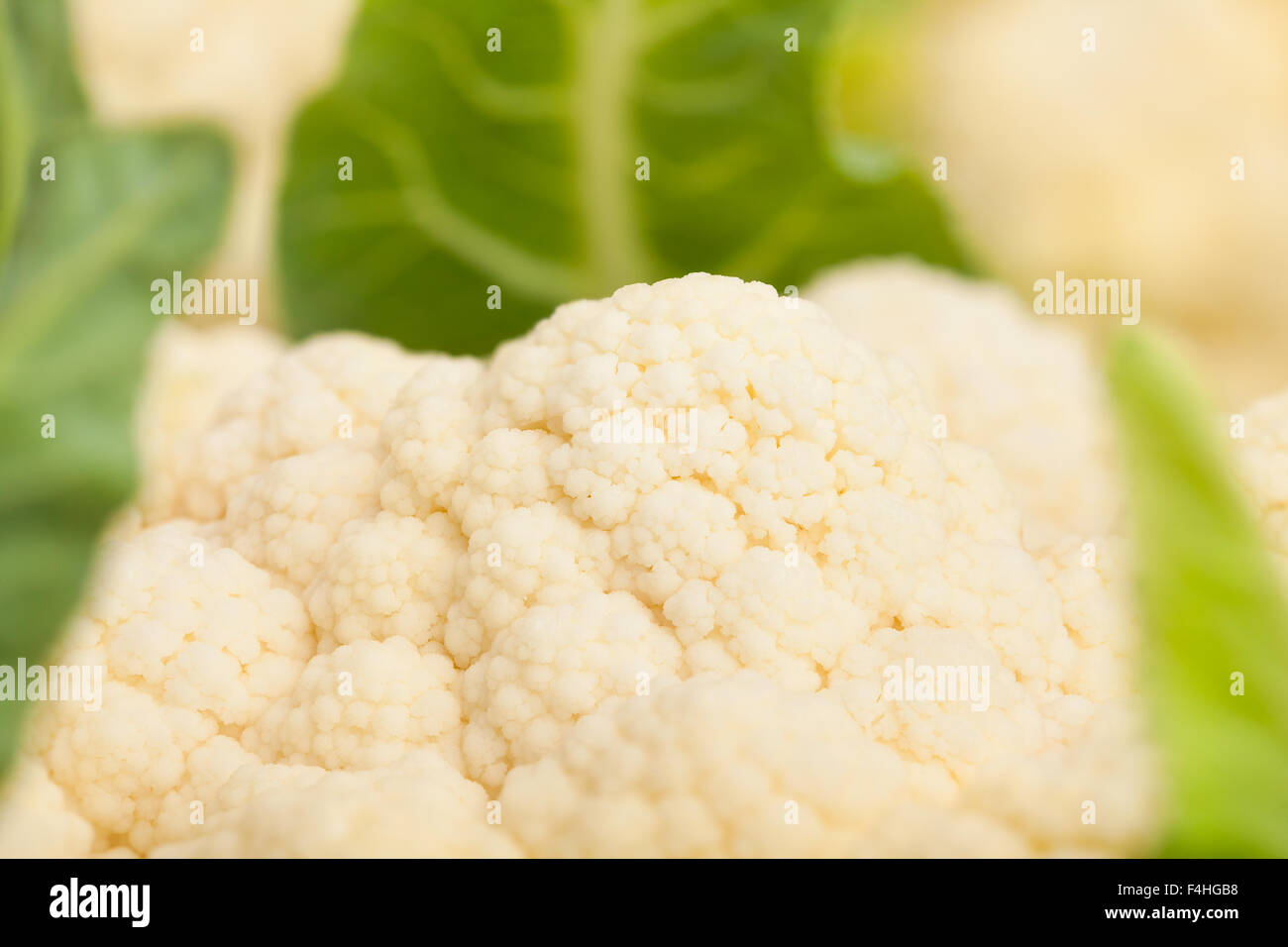 Blumenkohl-Makro Stockfoto