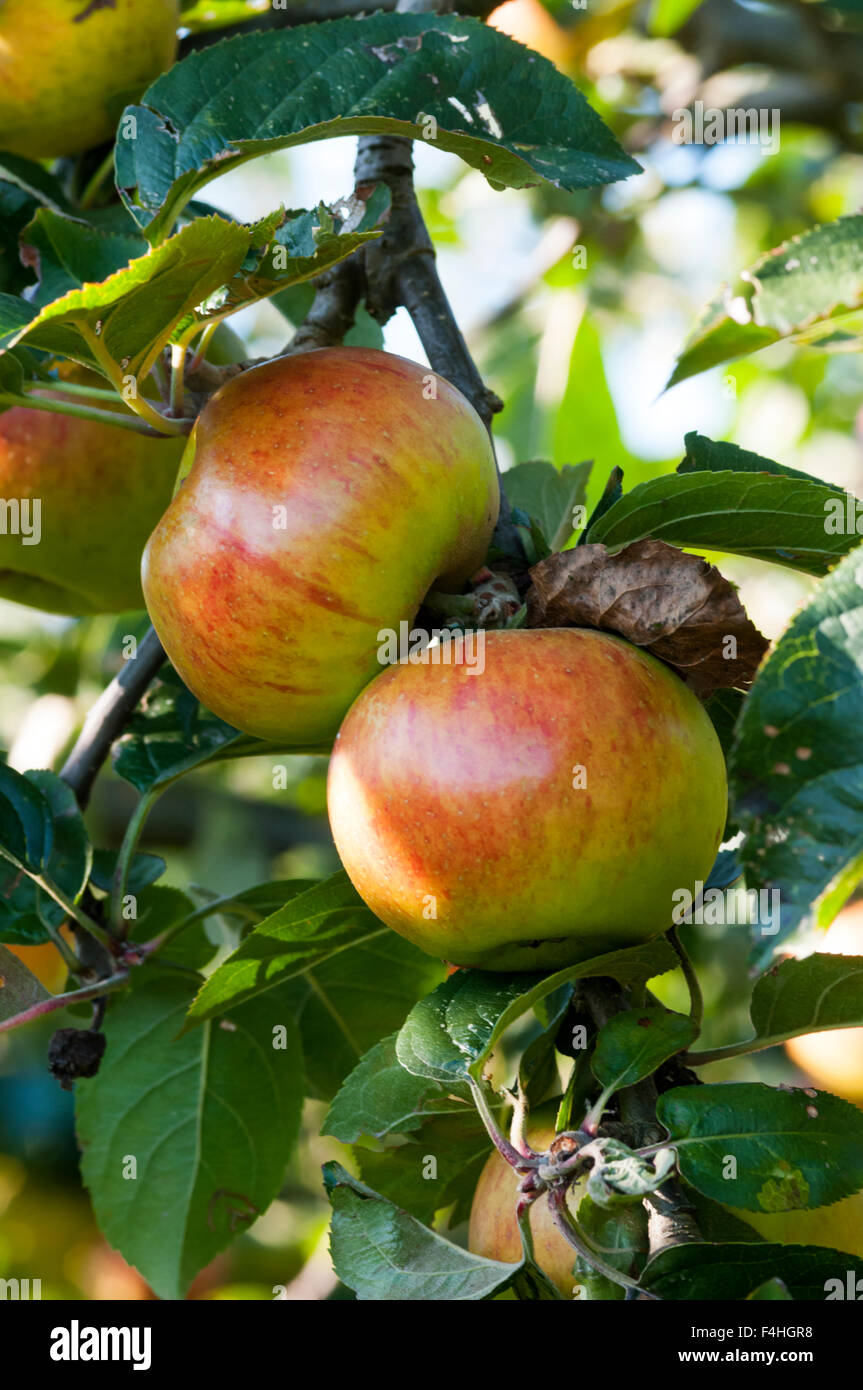 Äpfel der Sorte Blenheim Orange auf einem Baum wachsen. Stockfoto