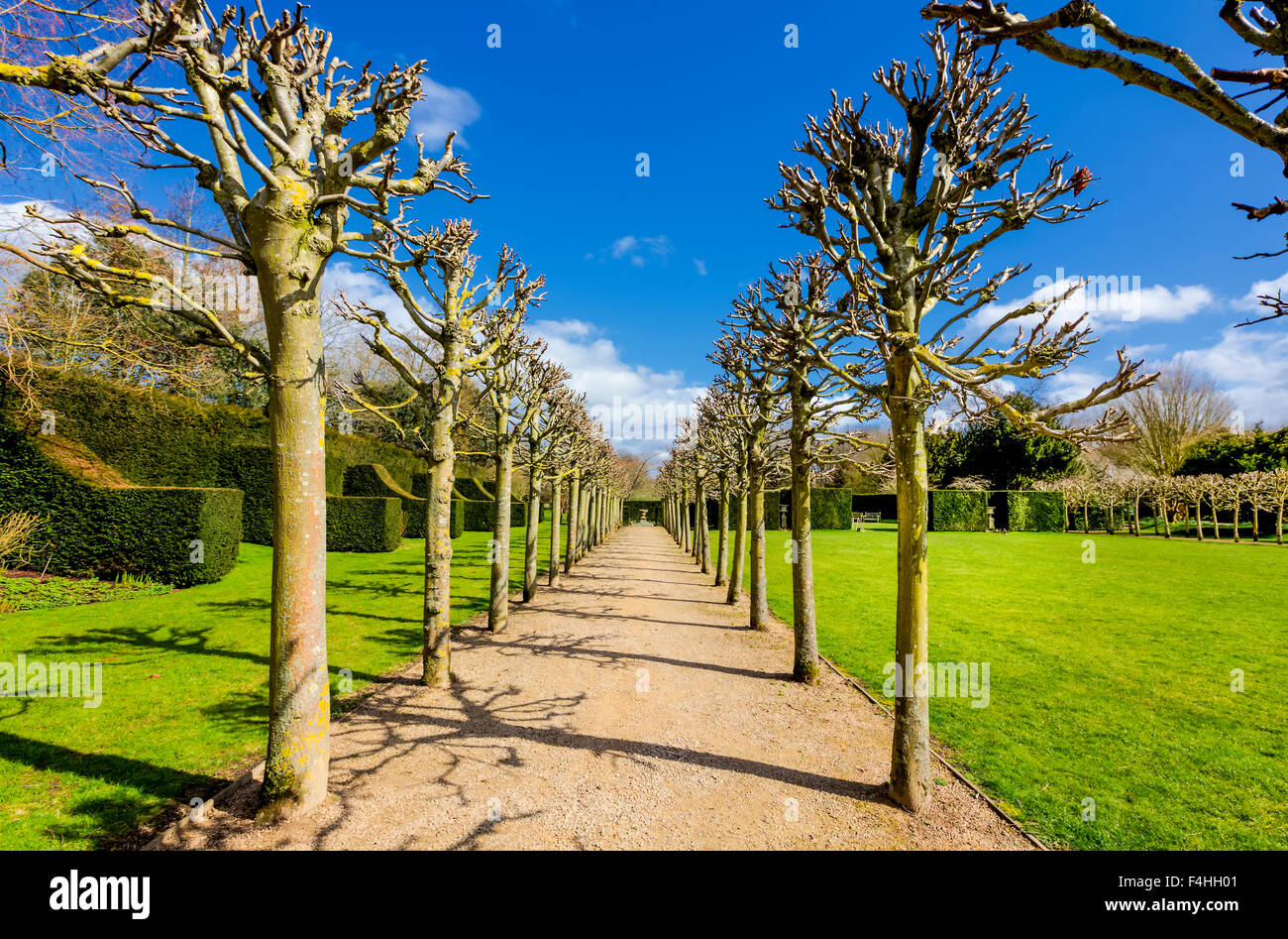 Bäume in Coughton Hofgarten. Stockfoto