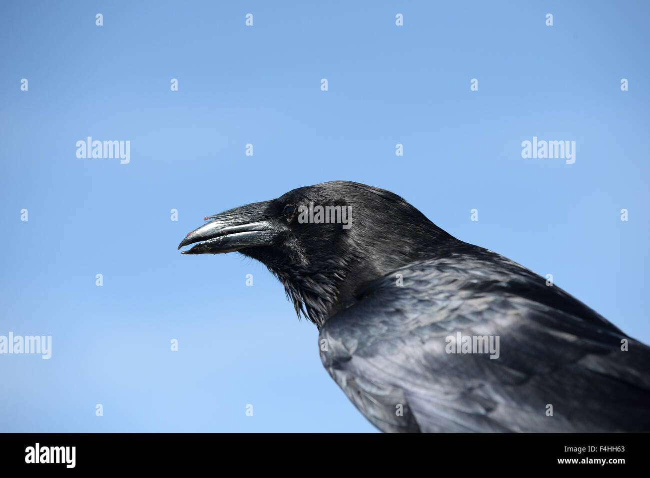 Crow-Nahaufnahme Stockfoto