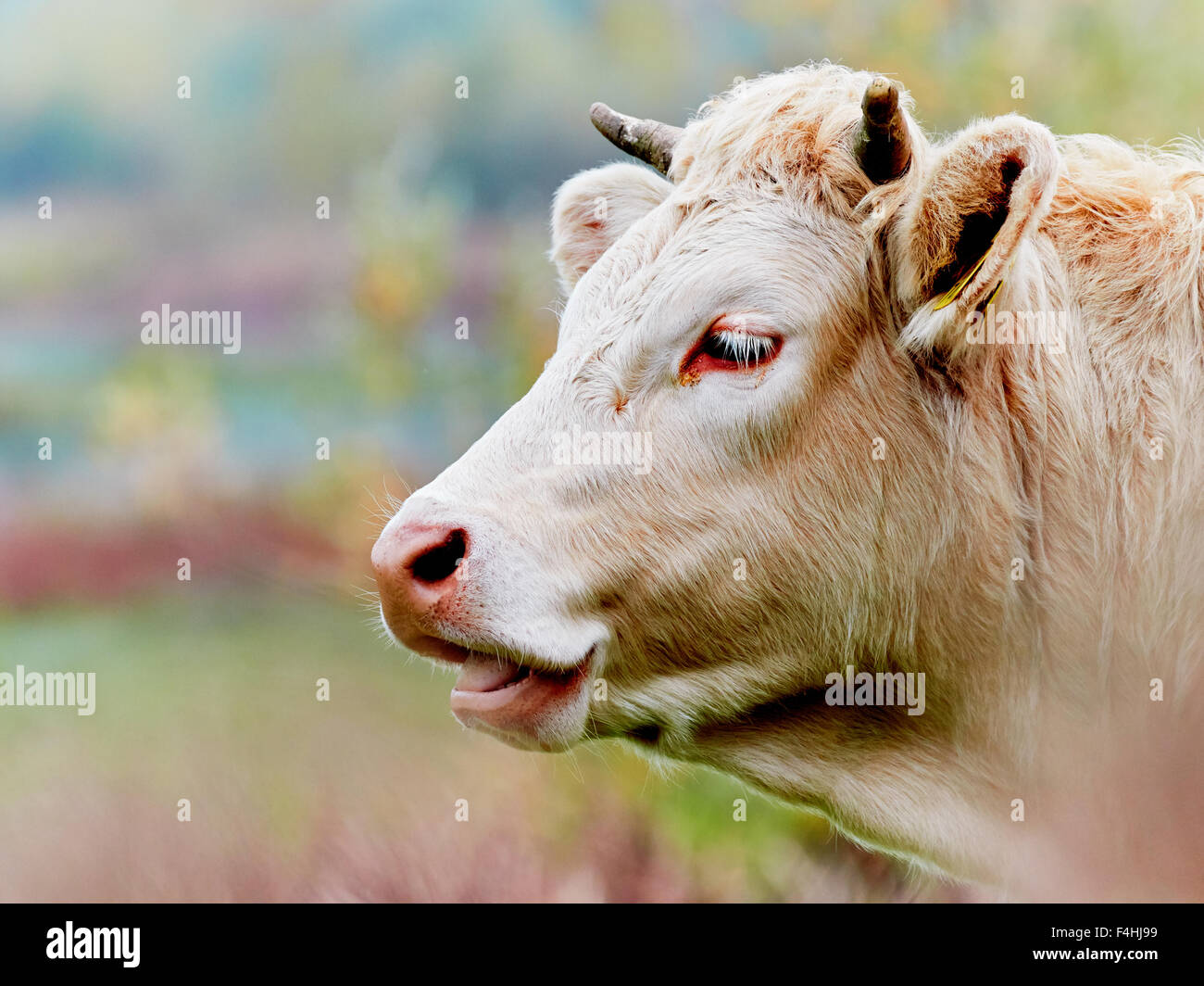 Nahaufnahme einer Kuh in der bunten Natur Stockfoto