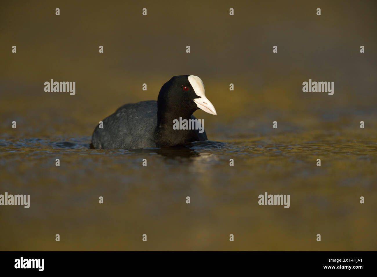 Fulica Atra / schwarz Coot / Blaesshuhn / Blaessralle schwimmen auf schöne farbige Wasser. Stockfoto