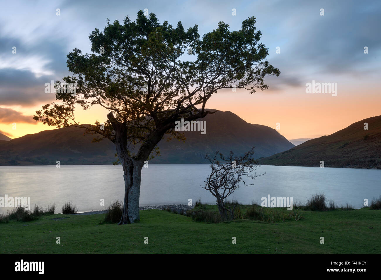 Baum am Crummock Wasser in der Dämmerung Stockfoto