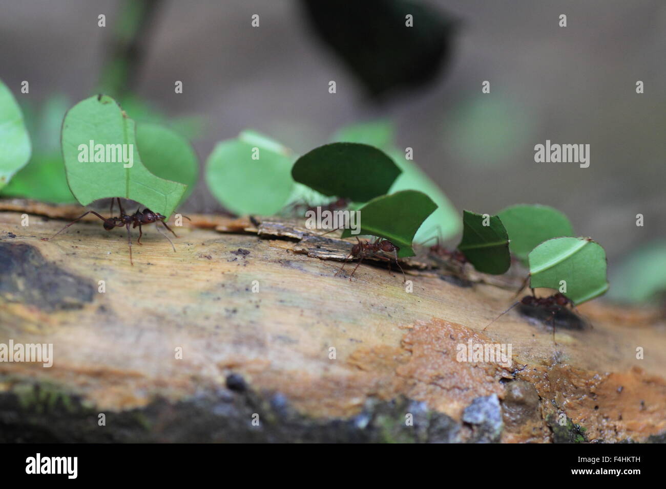 Blattschneiderameisen (Atta Sexdens). Tier, wildes Leben. Stockfoto