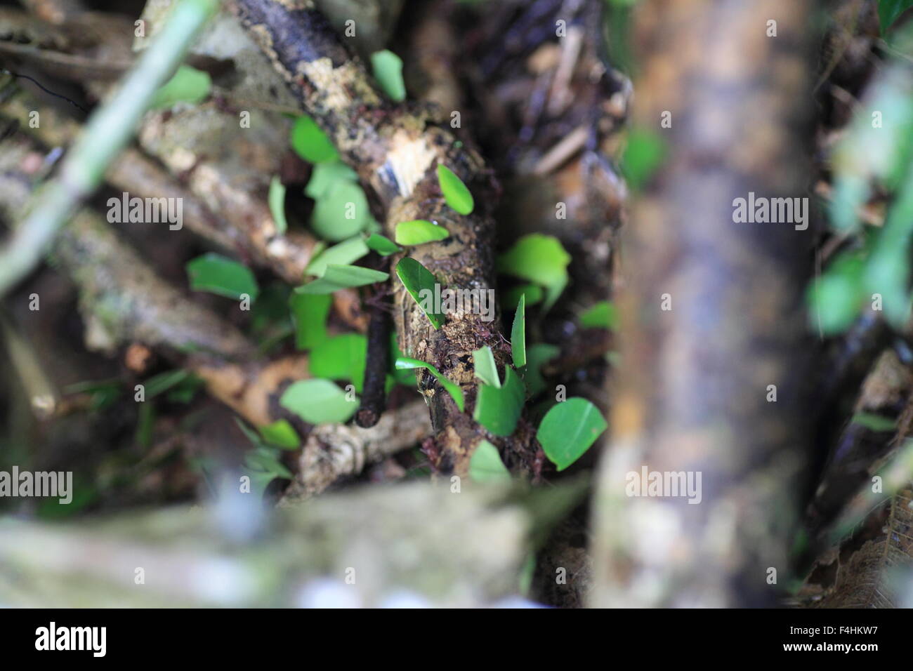 Blattschneiderameisen (Atta Sexdens). Tier, wildes Leben. Stockfoto