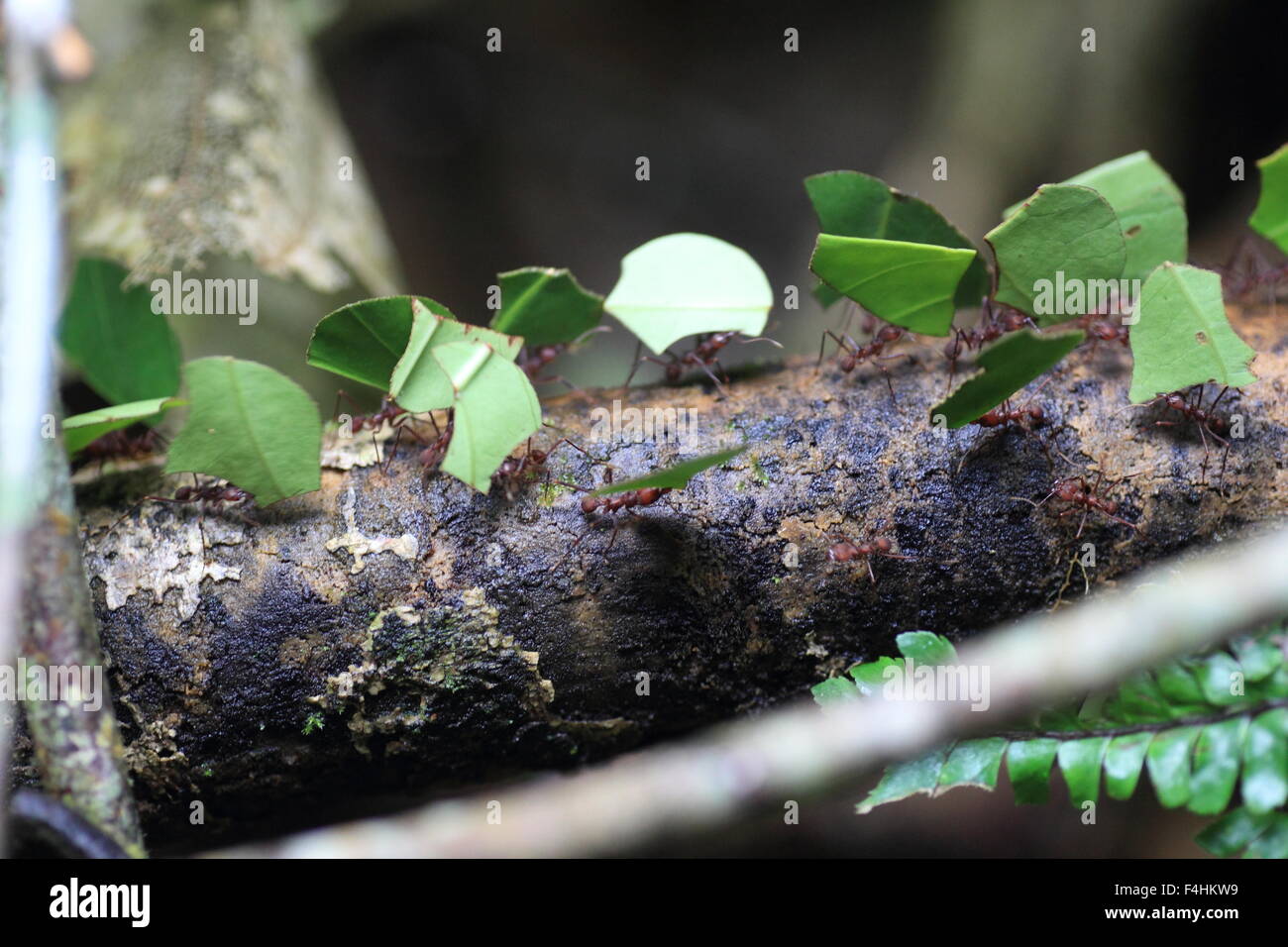 Blattschneiderameisen (Atta Sexdens). Tier, wildes Leben. Stockfoto